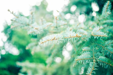 Yakından firavun dalı, bulanık seçici odak, bokeh. Yeni yıl ve Noel arkaplanı.