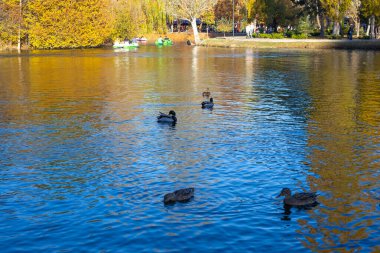 Parkta yüzen ördekler ve güneşli bir günde turistlerle dolu güzel bir gölet..