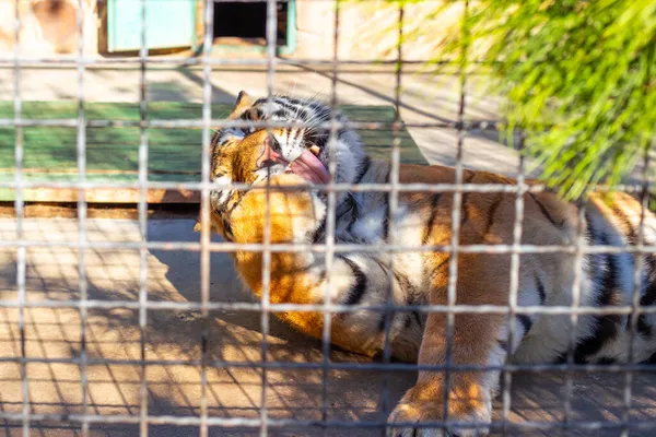 Una Grande Tigre Strisce Lava Viso Leccandosi Zampa Dietro Grata — Foto Stock