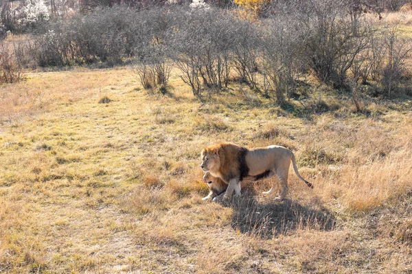 Dois Leões Majestosos Savana Orgulho Familiar Animais Estado Selvagem — Fotografia de Stock