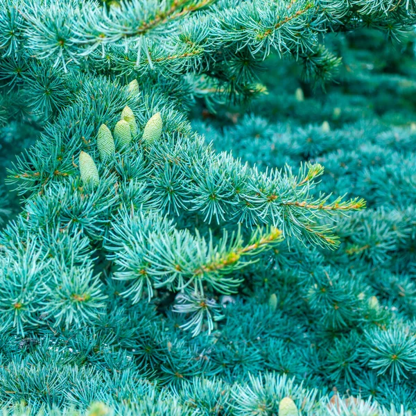 Fundo Abeto Verde Brilhante Com Cones Foco Borrado — Fotografia de Stock