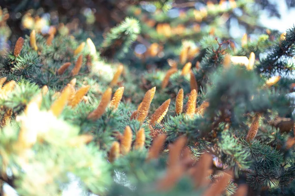 Um ramo de um abeto verde com cones longos. Fundo natural natural — Fotografia de Stock