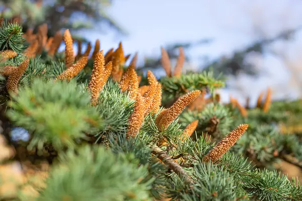 Une branche d'épinette verte avec de longs cônes. Fond naturel naturel — Photo