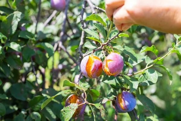 Bahçıvan, yağmurdan sonra çatlayan olgun erikli bir dal tutuyor. Bozulmuş mahsul..