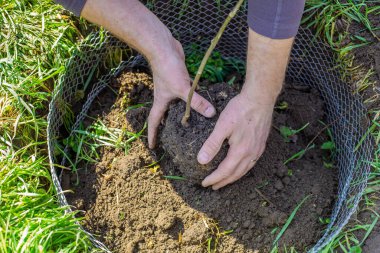 Bahçıvan elinde bir tomar toprak ve genç bir ağaç fidanı tutuyor. Bitki ekip, büyüteceğim..