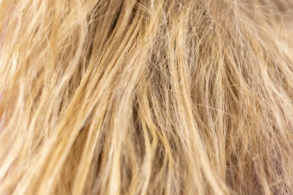 Düzensiz, sert, sarı saçlı, bakımsız bir kadının geçmişi.