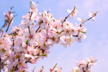 Dalları sallanan Sakura çiçekleri güzel beyaz pembe çiçekler gökyüzüne karşı. Doğal bahar geçmişi. Seçici odak.