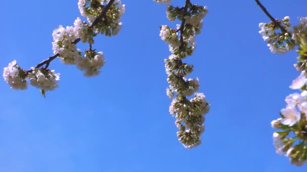푸른 하늘을 배경으로 바람에 흔들리고 있는 벚나무 가지가 활짝 핀다. 봄에 일어나는 정원 — 비디오
