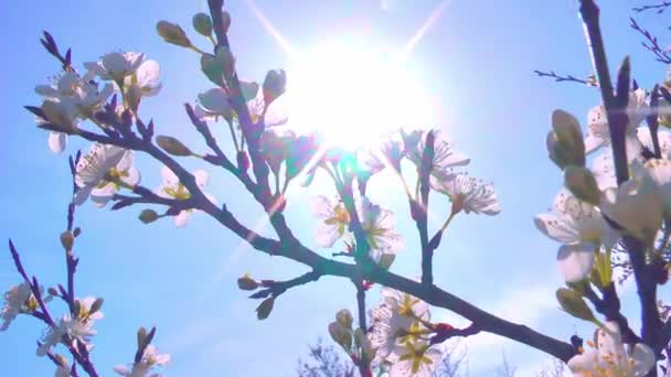 Una rama floreciente de un manzano se balancea en el viento contra el telón de fondo de los rayos brillantes del sol. Primavera en el jardín — Vídeo de stock