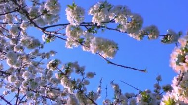 Güneşli bir günde mavi gökyüzüne karşı rüzgarda sallanan beyaz çiçeklerle tatlı kiraz dalları. Baharda meyve bahçesi