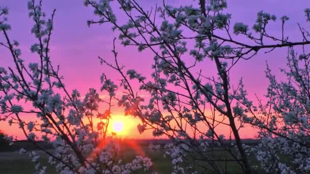 Sakura gałęzie w ogrodzie kołyszą się na wietrze na tle liliowego zachodu słońca. Jasny wiosenny krajobraz — Wideo stockowe