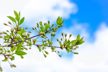 Elma ağacının yemyeşil çiçek açan dalları gökyüzünün arka planında bulutlarla birlikte. Bahar bahçesi.