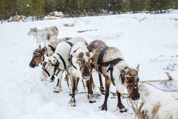 Reindeer Team Winter Northern Russia Khanty Mansiysk District Celebration Day — Zdjęcie stockowe