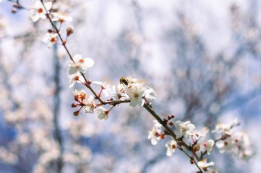 Sakura branch with delicate white flowers in spring. Blooming garden.