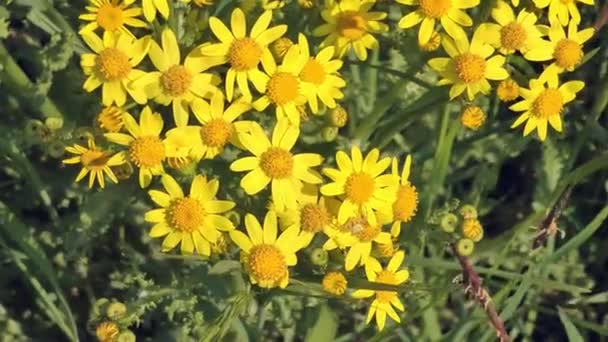 Sárga vadvirágok zöld füves háttérrel. Tavasz a kertben — Stock videók