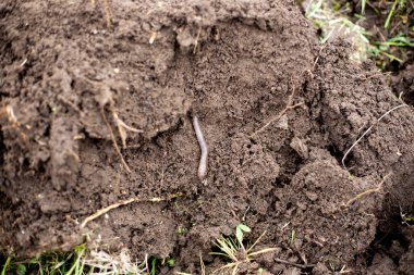 A clod of earth with an earthworm. Plowing the soil for planting agricultural crops.