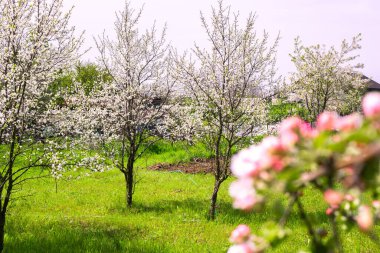 Baharın başında çiçek açan ağaçlarla dolu bir meyve bahçesi. Güzel güneşli manzara.
