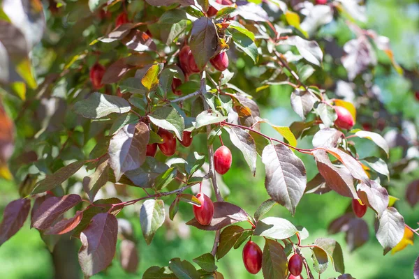 Les Fruits Arbre Fruitier Prune Cerise Rouge Sur Une Branche — Photo