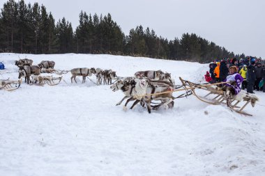 Geyik gütme gününde geyik tarafından çekilen bir kızakla Khans 'ın adamları karda at sürüyor. Kogalym, KhMAO-Ugra, Rusya-03.31.2018
