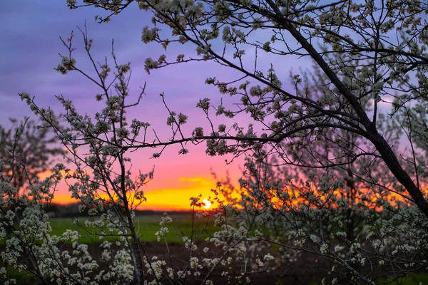 Gün Batımında Çiçek Açan Meyve Bahçesi Akşamüstü Mor Gökyüzüne Karşı — Stok fotoğraf