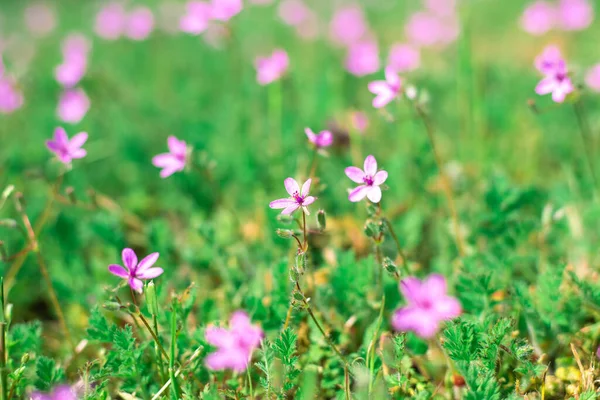 Frühling Wild Rosa Blumen Gemeiner Storch Auf Verschwommenem Hintergrund Aus — Stockfoto