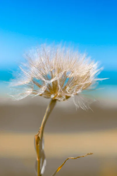 Diente León Esponjoso Contra Cielo Azul Las Dunas Arena Belleza — Foto de Stock