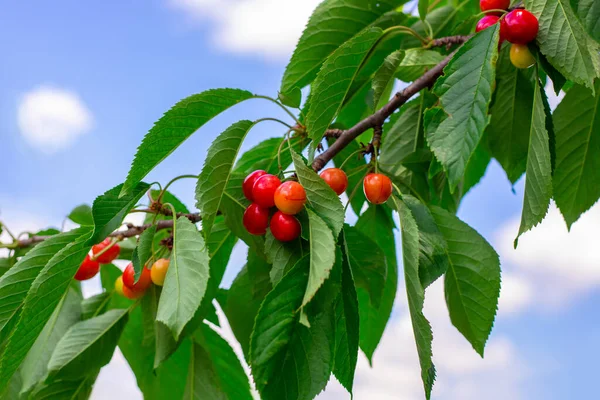 Cerises Mûres Rouges Sur Une Branche Arbre Fruitier Contre Ciel — Photo