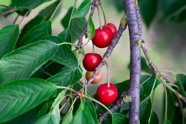 Cerises Mûres Rouges Sur Une Branche Arbre Dans Jardin Fruits — Photo