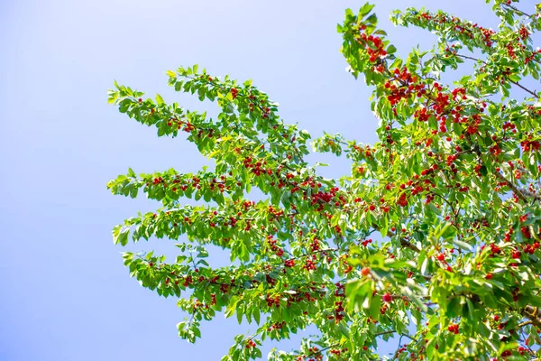 Cerisier Avec Nombreux Fruits Baies Rouges Mûres Sur Les Branches — Photo
