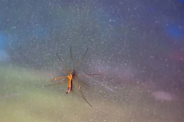 玻璃杯的表面上坐着一只大的刺猬蚊子 — 图库照片