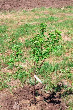 Bahçede genç bir kiraz ağacı fidanı. İlkbaharda bitki ekme ve bakımı.