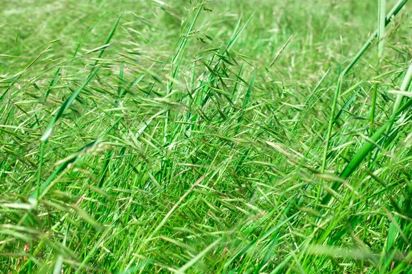 Campo Com Grama Verde Balançando Vento Planta Natural Fundo Calmo — Fotografia de Stock