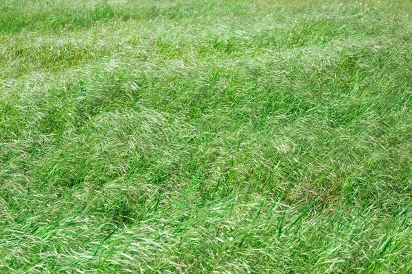 Поле Зеленой Травой Качающейся Ветру Природные Растения Спокойный Фон — стоковое фото