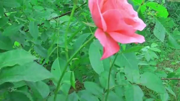 Pink roses are swaying in the wind. Summer garden on a sunny day — Stock Video