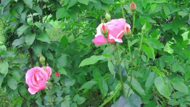 Pink roses are swaying in the wind. Summer garden on a sunny day — Stock Video