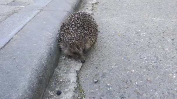 Un grande riccio spinoso corre lungo il marciapiede nella strada a piedi. Animali in città — Video Stock