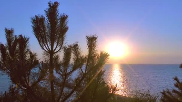 Ηλιοβασίλεμα στη θάλασσα, σε πρώτο πλάνο ένα αφράτο πεύκο. Θαλάσσιο καλοκαιρινό τοπίο — Αρχείο Βίντεο