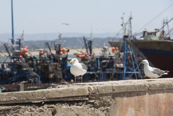 Puerto marroquí — Foto de Stock