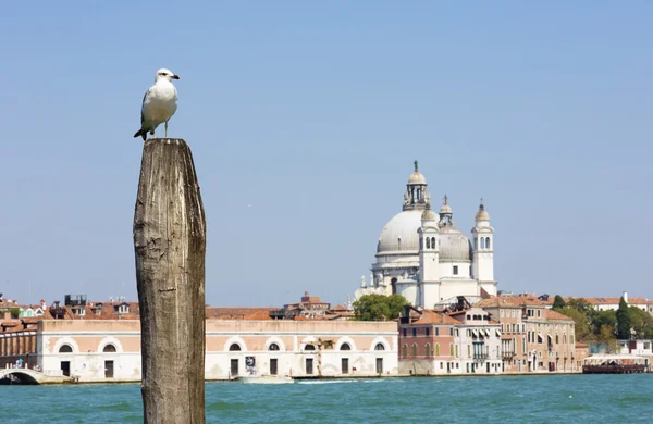 Grande canale con gabbiano e architettura cromatica a Venezia — Foto Stock