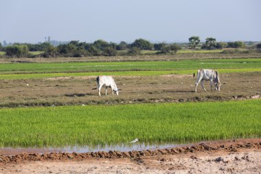 bir pirinç tarlada inekler yürümek
