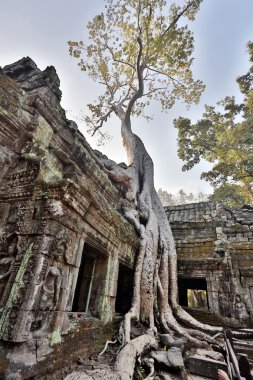 ta phrom Tapınağı angkor
