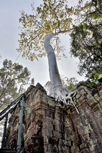 O famoso templo Ta Phrom em Angkor — Fotografia de Stock