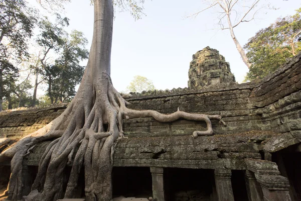 Albero gigante che copre il tempio di Ta Prom, Siem Reap, Cambogia — Foto Stock