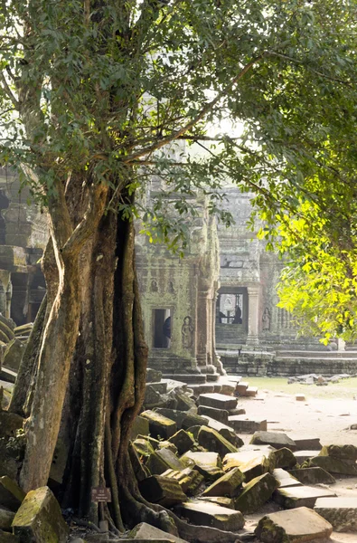 Tempio di Preah Khan ad Angkor vicino a Siem Reap, Cambogia — Foto Stock