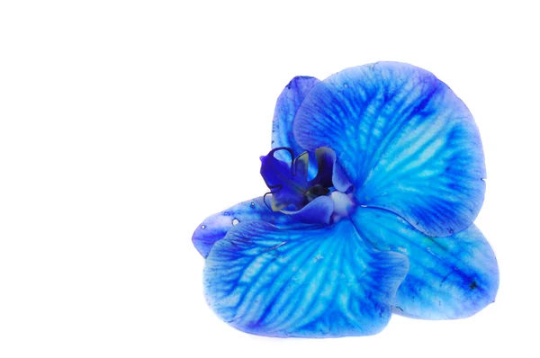 Modrá orchidej izolované na bílém pozadí — Stock fotografie