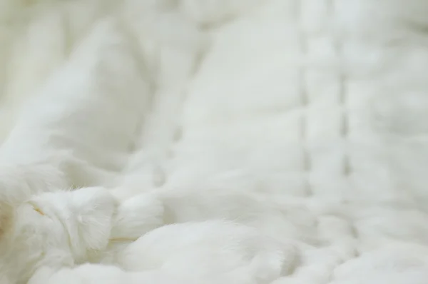 Textura de piel de conejo blanco, fondo borroso blanco de invierno — Foto de Stock