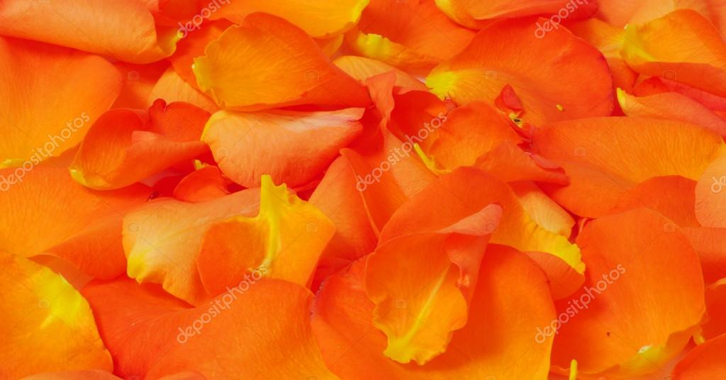 オレンジ色の炎のようなバラの花びら テクスチャ 水平の背景 ストック写真 C Hadira