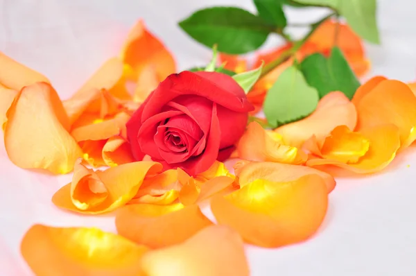 Красная роза на оранжевых лепестках с размытым фоном — стоковое фото