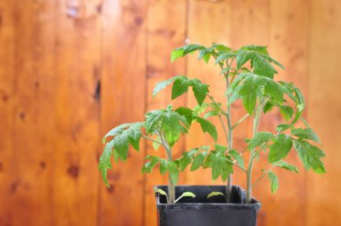 Ahşap arka planda yeşil domates yaprakları, boş alan 