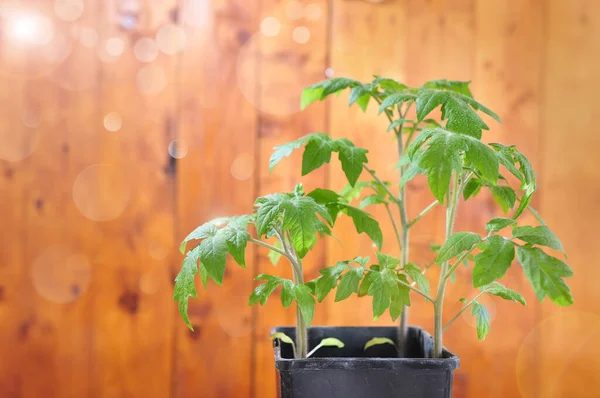 Ahşap arka planda yeşil domates yaprakları, bulanık parlak yıldızlar, bitkilerin büyümesi.